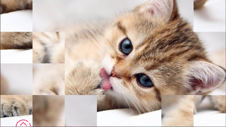 Cute Kittens - Easy Puzzle