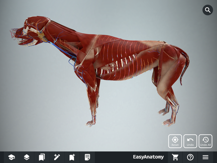 EasyAnatomy 3D Canine Anatomy