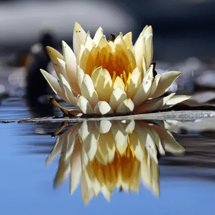 Photo Reflection -Water Effect Читы