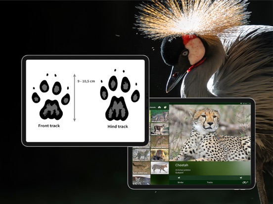 The Golden Safari Guide iPad screenshot 10 - Reference app