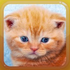 Top 36 Entertainment Apps Like Cat Meow Kitten Sounds - Best Alternatives