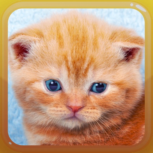 Cat Meow Kitten Sounds iOS App