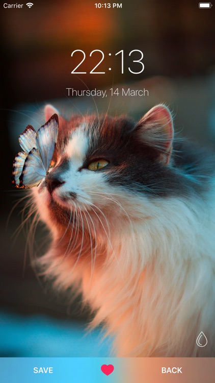 Cat Wallpapers °