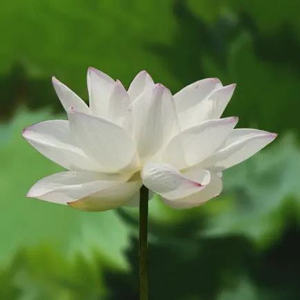 Heart Sutra. Cheats