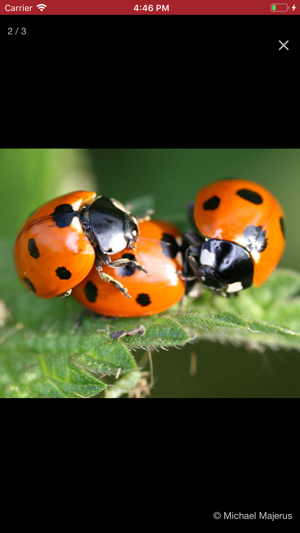 European Ladybirds(圖5)-速報App