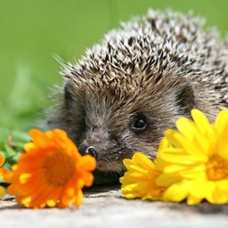 My Hedgehog Stickers