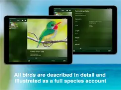 All Birds PR -> Antigua iPad image 3