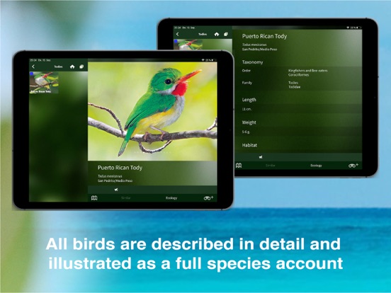 Screenshot #6 pour All Birds PR -> Antigua