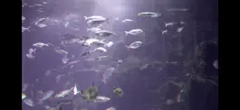 Game screenshot Aquarium Videos 3D mod apk