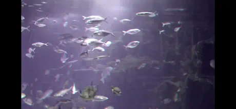 Aquarium Videos 3D