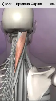 learn muscles: anatomy айфон картинки 4