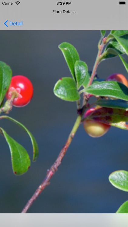 NCFlowers screenshot-9