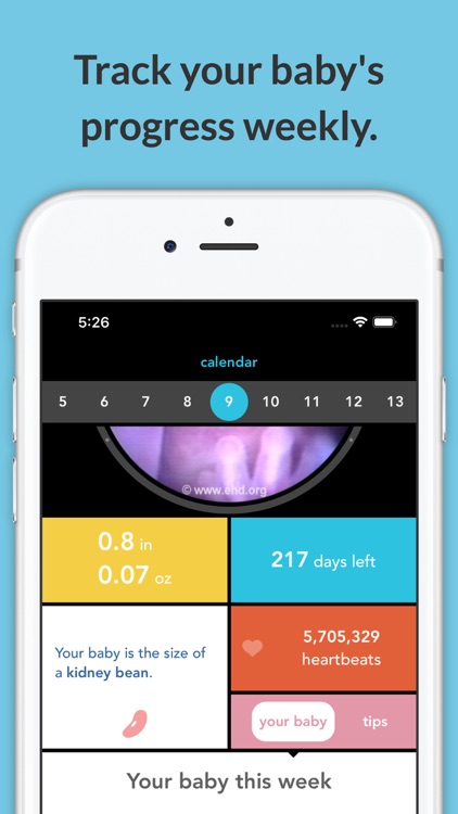 See Baby Pregnancy Guide