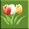 Tulip Singles icon