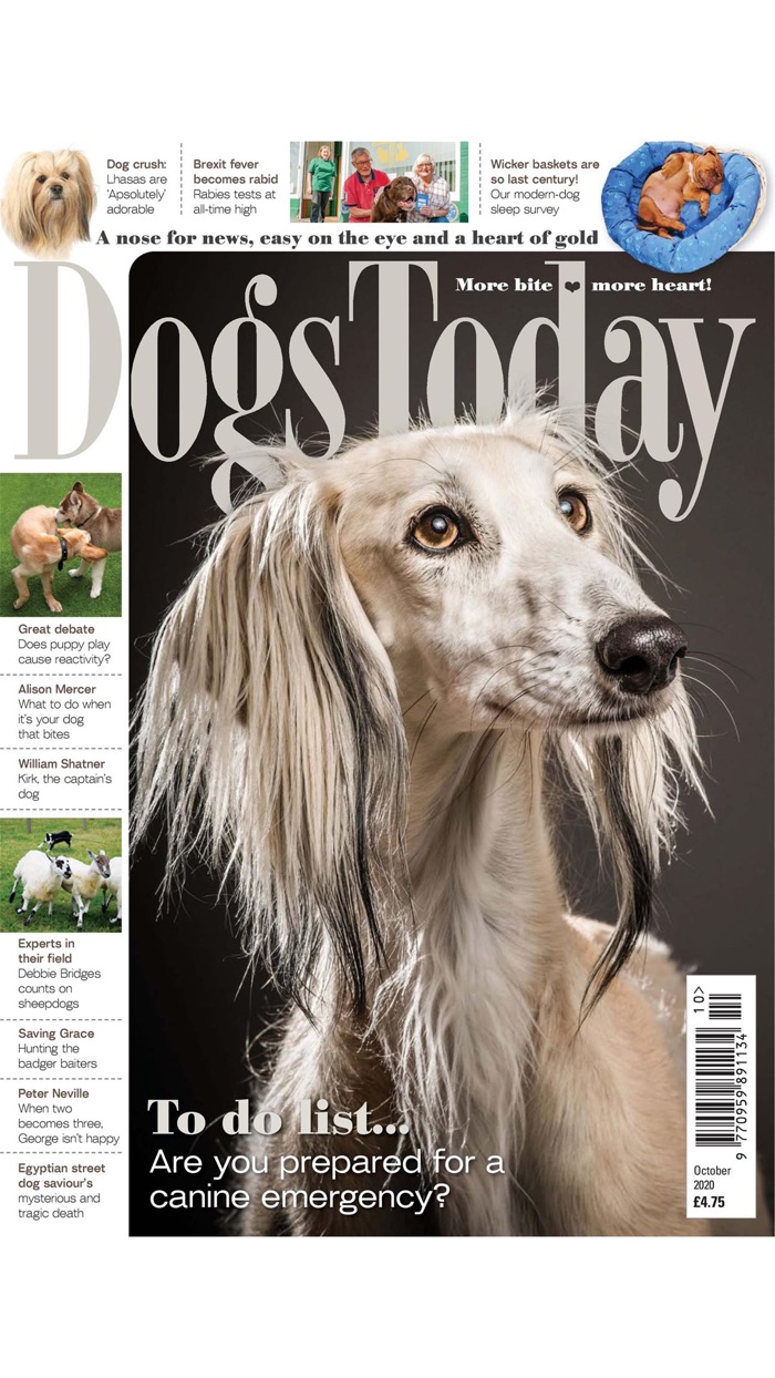 Dogs Today Magazine