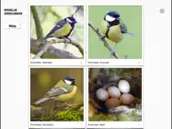 Vogels in Nederland Pro ipad bilder 1