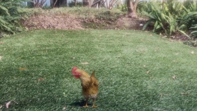 Screenshot #3 pour AR Petting Zoo