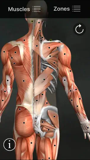 Скриншот Muscle Trigger Points на iPhone 1
