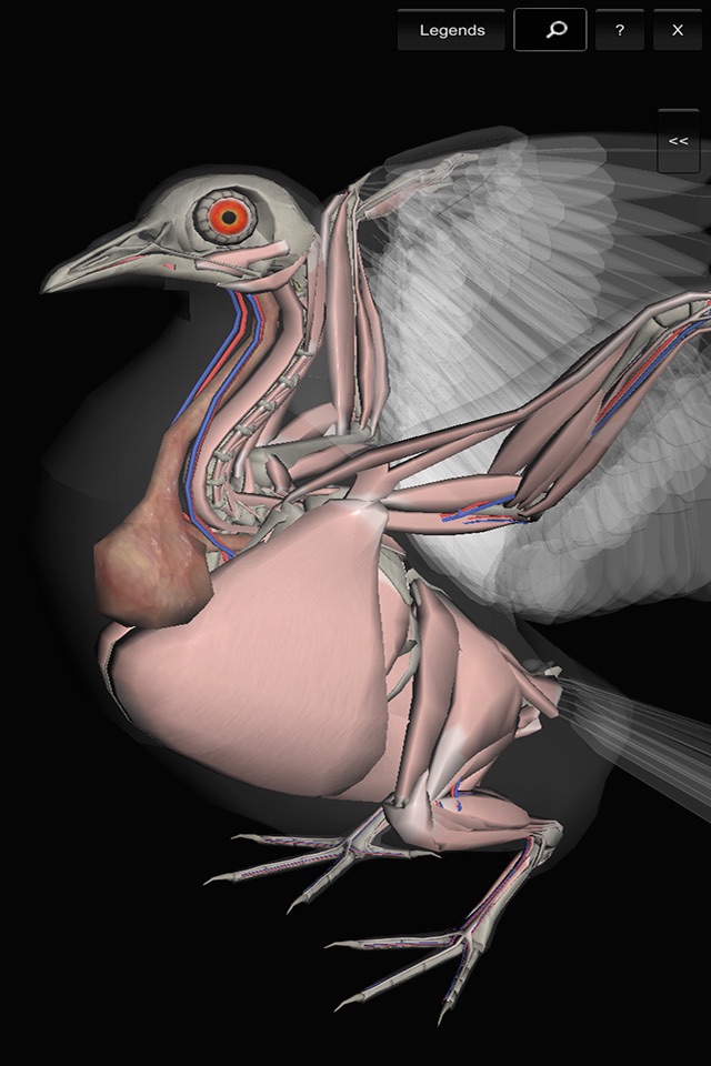 3D Bird Anatomy screenshot 2