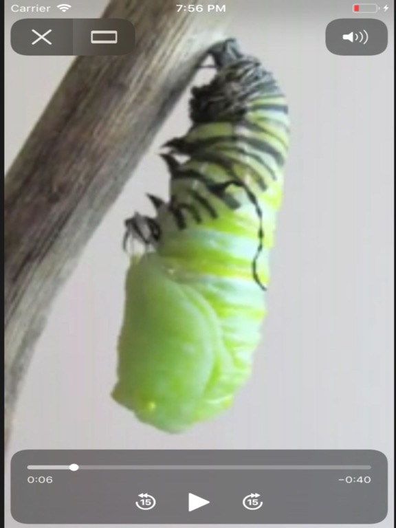 Life Cycle - Insects Arachnids iPad screenshot