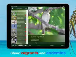 All Birds PR -> Antigua iPad image 4