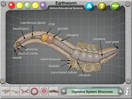 Game screenshot Earthworm Anatomy apk