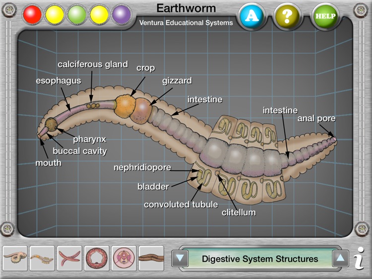 Earthworm Anatomy