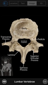 Skeletal Anatomy 3D screenshot