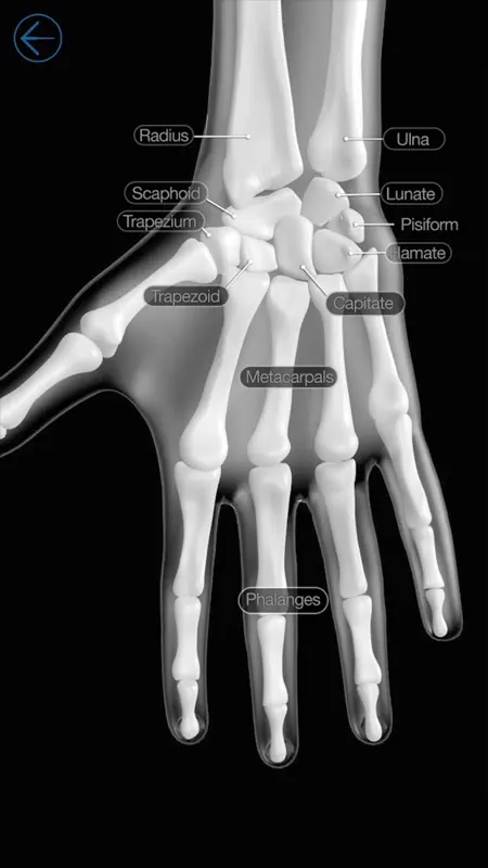 Skeletal Anatomy 3D screenshot 1 of 4