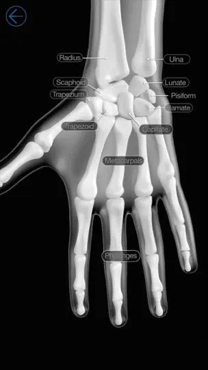 Скриншот Skeletal Anatomy 3D на iPhone 1