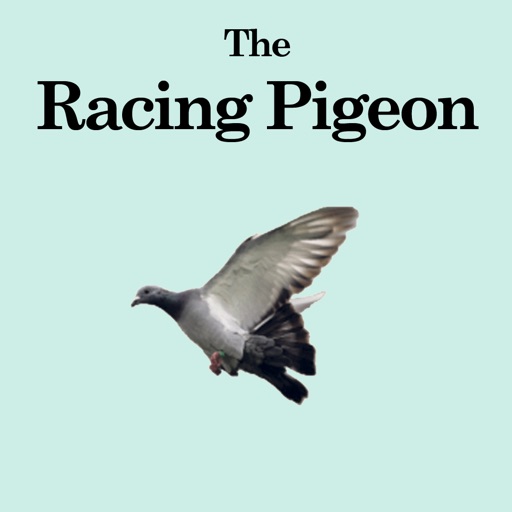 The Racing Pigeon