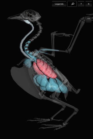 3D Bird Anatomyのおすすめ画像3