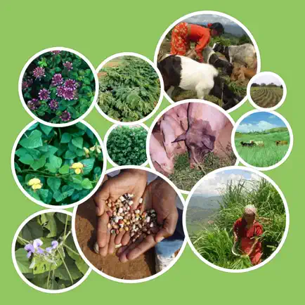 Tropical Forages Cheats