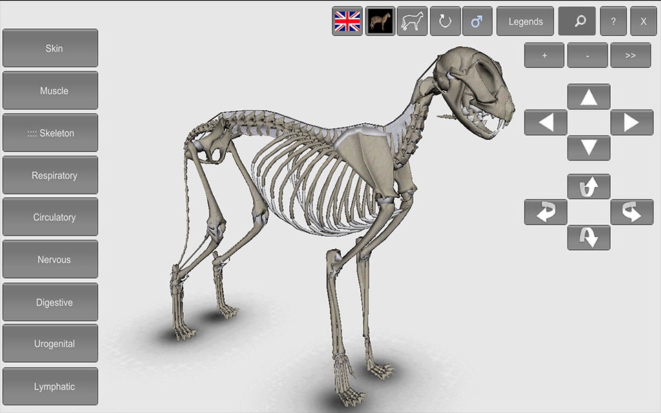 3D Cat Anatomy screenshot 3