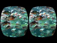 Aquarium Videos for Cardboard ipad bilder 2