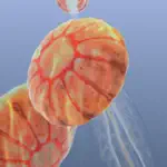 Jellyfish Chrysaora App Cancel