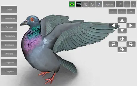 3D Bird Anatomy