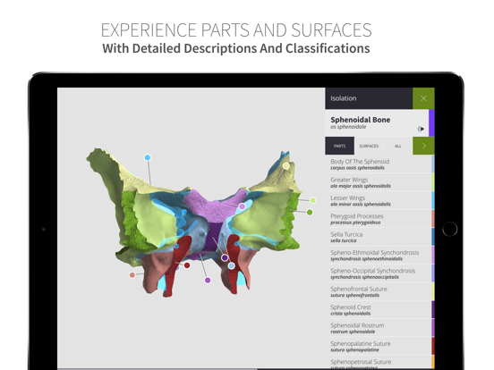 Screenshot #4 pour Anatomyka Skeleton
