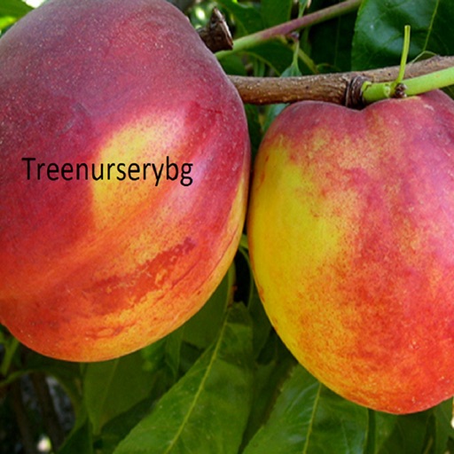 Treenurserybg icon