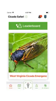 cicada safari problems & solutions and troubleshooting guide - 1