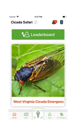 Cicada Safari screenshot 2
