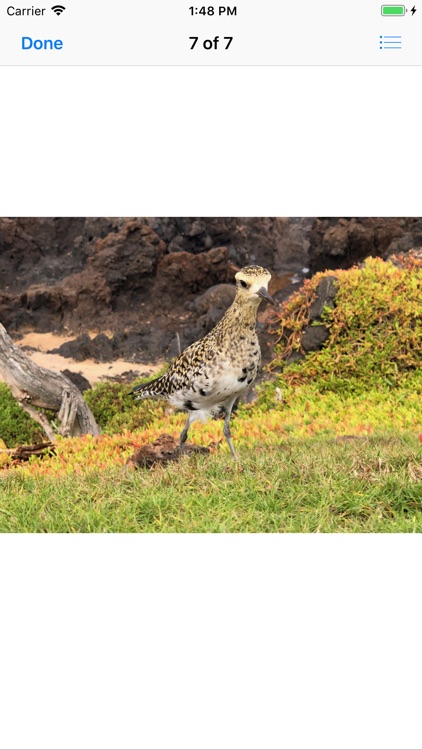 Pacific Golden Plover screenshot-9