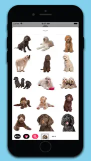 labradoodle stickers iPhone Captures Décran 2