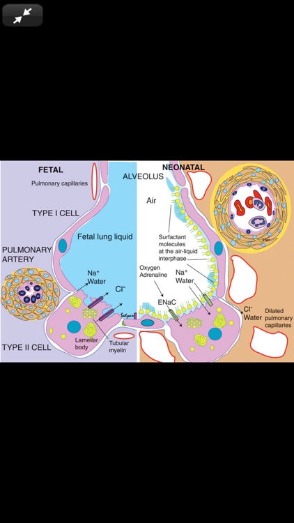 Rudolph's Pediatrics, 23/E screenshot-6