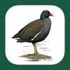 Iberian Peninsula Bird ID icon