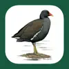 Iberian Peninsula Bird ID contact information