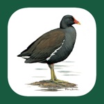 Download Iberian Peninsula Bird ID app