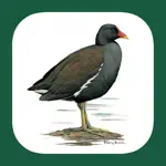 Iberian Peninsula Bird ID App Alternatives