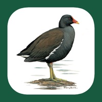 Iberian Peninsula Bird ID logo