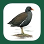 Iberian Peninsula Bird ID app download